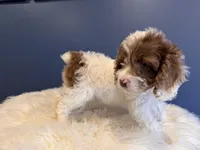 Rey , a male Cockapoo for sale in Carteret, NJ – 4 of 4