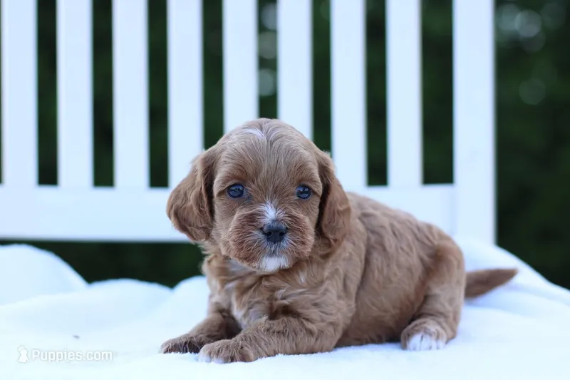 Princess – Cockapoo puppy for sale in Carteret, NJ