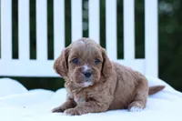 Princess, a female Cockapoo for sale in Carteret, NJ – 1 of 1