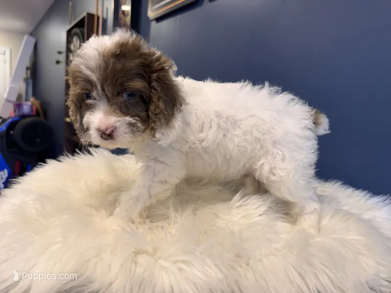 Rey  – Cockapoo puppy for sale in Carteret, NJ