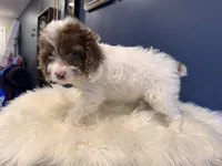 Rey , a male Cockapoo for sale in Carteret, NJ – 1 of 4