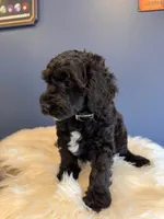  Black , a male Cavapoo for sale in Carteret, NJ – 6 of 6