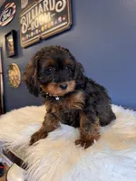 Ava , a female Cavapoo for sale in Carteret, NJ – 4 of 4