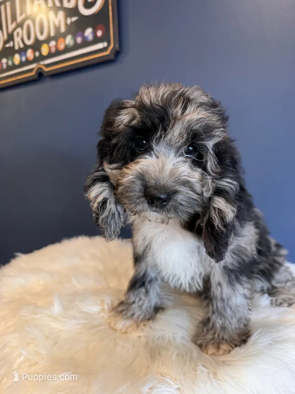 Merle  – Cockapoo puppy for sale in Carteret, NJ
