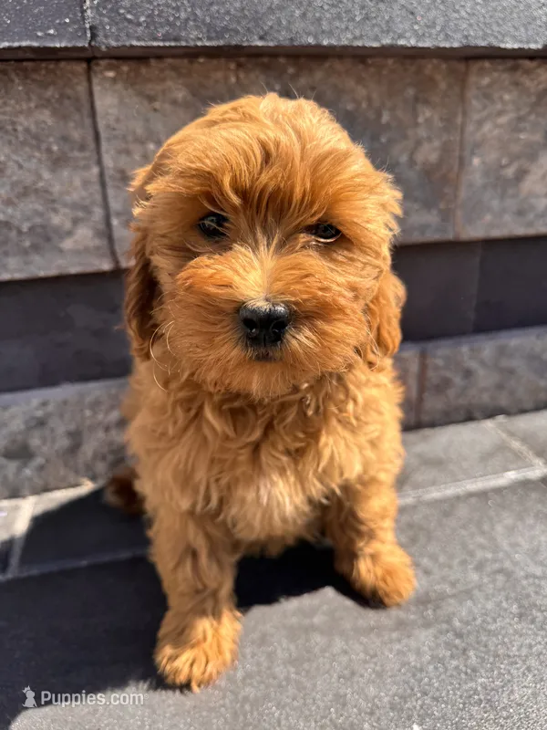 Bella  – Cavapoo puppy for sale in Carteret, NJ