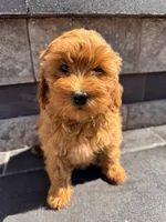 Bella , a female Cavapoo for sale in Carteret, NJ – 1 of 5