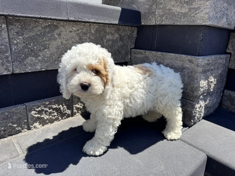 Freddy  – Cockapoo puppy for sale in Carteret, NJ