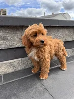 Princess, a female Cavapoo for sale in Carteret, NJ – 3 of 5