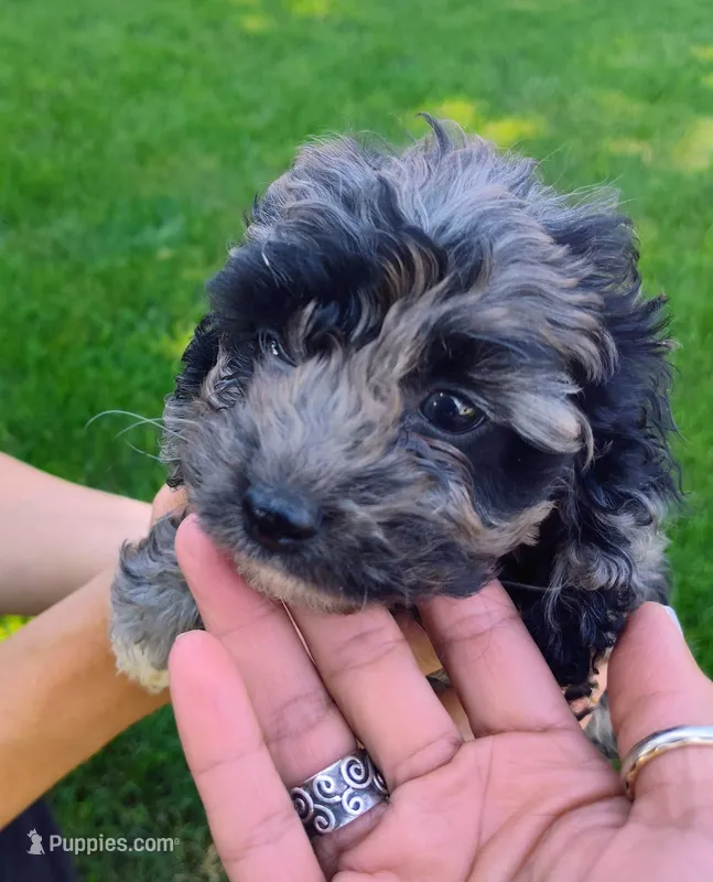Merle  – Cockapoo puppy for sale in Carteret, NJ