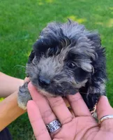 Merle , a male Cockapoo for sale in Carteret, NJ – 1 of 2