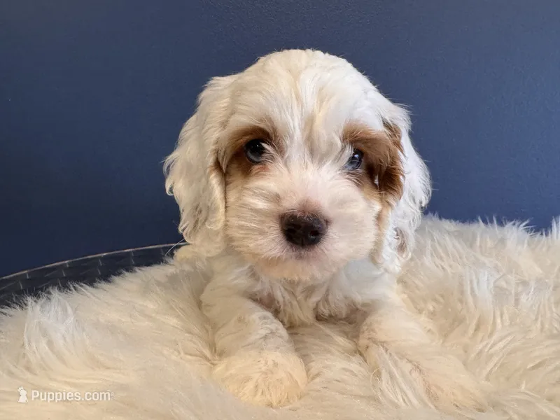 Alex – Cockapoo puppy for sale in Carteret, NJ
