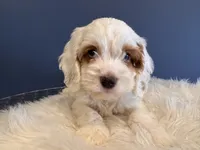 Alex, a male Cockapoo for sale in Carteret, NJ – 1 of 6