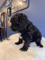  Black , a male Cavapoo for sale in Carteret, NJ – 5 of 6