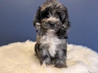 Merle , a male Cockapoo for sale in Carteret, NJ – 4 of 4