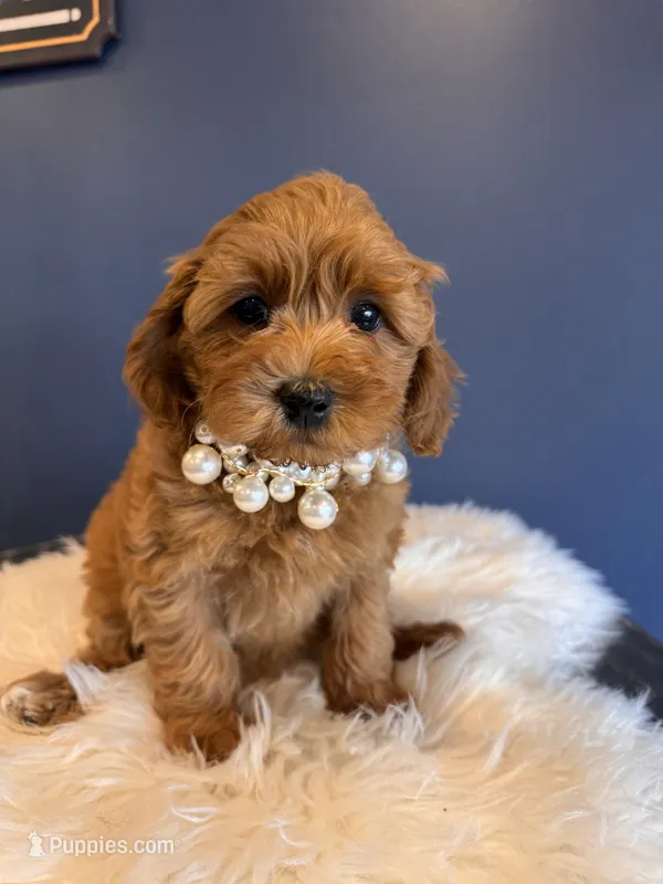 Bella  – Cavapoo puppy for sale in Carteret, NJ