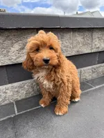 Princess, a female Cavapoo for sale in Carteret, NJ – 5 of 5