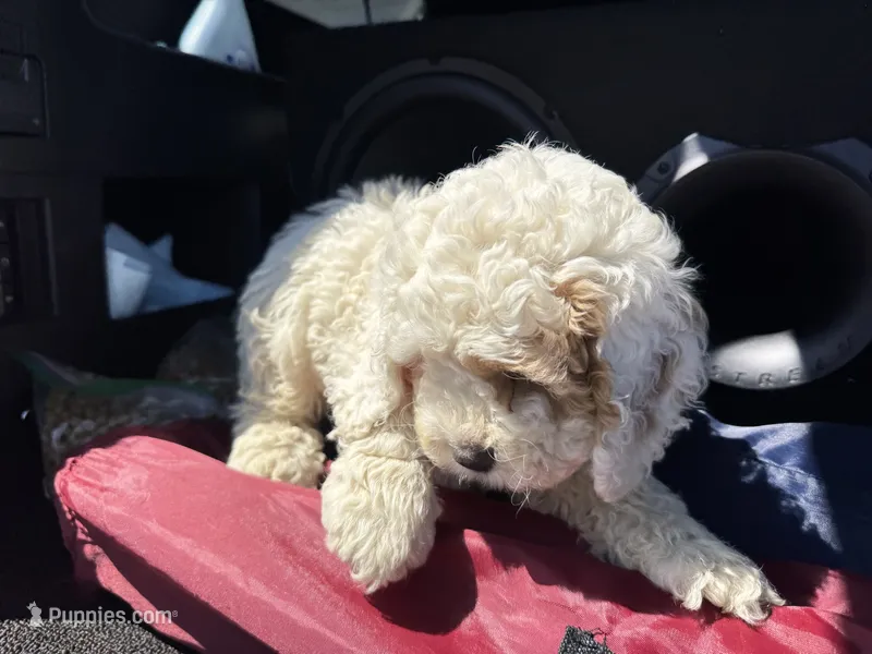 Freddy , a male Cockapoo for sale in Carteret, NJ – 1 of 4