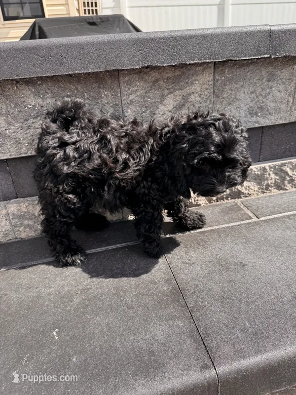 Tiny – Cavapoo puppy for sale in Carteret, NJ