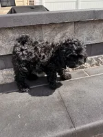 Tiny, a female Cavapoo for sale in Carteret, NJ – 1 of 1