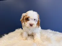 Tito, a male Cockapoo for sale in Carteret, NJ – 5 of 5