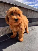 Bella , a female Cavapoo for sale in Carteret, NJ – 5 of 5