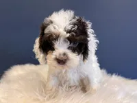 Prince, a male Cockapoo for sale in Carteret, NJ – 4 of 4