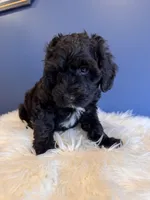  Black , a male Cavapoo for sale in Carteret, NJ – 1 of 6