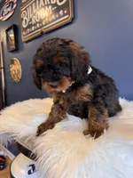 Ava , a female Cavapoo for sale in Carteret, NJ – 3 of 4