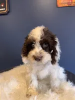 Prince, a male Cockapoo for sale in Carteret, NJ – 2 of 7