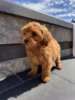 Bella , a female Cavapoo for sale in Carteret, NJ – 4 of 5