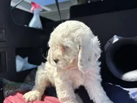 Maya , a female Cockapoo for sale in Carteret, NJ – 2 of 5