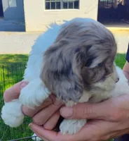 Bella , a female Cockapoo for sale in Carteret, NJ – 2 of 3