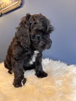  Black , a male Cavapoo for sale in Carteret, NJ – 3 of 6