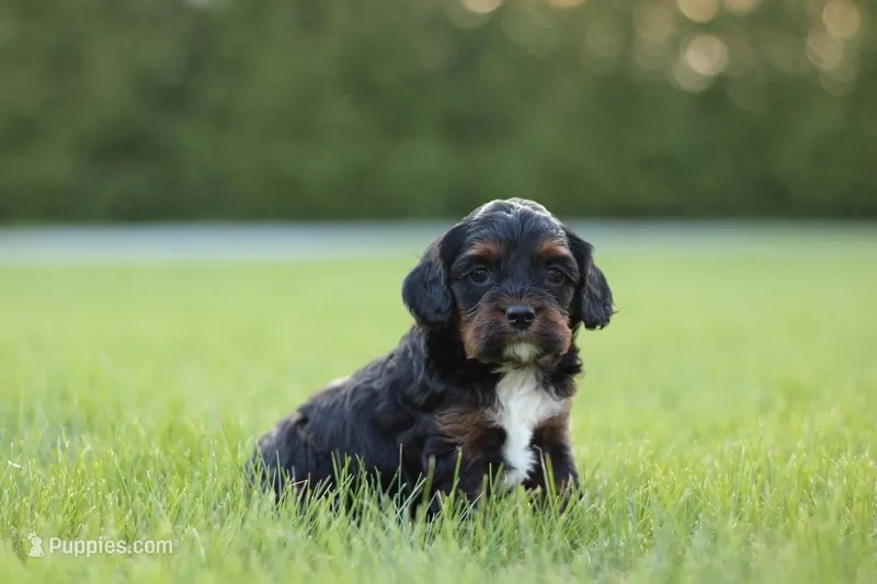 Maya – Cavapoo puppy for sale in Carteret, NJ