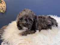 Oreo, a male Cockapoo for sale in Carteret, NJ – 4 of 4