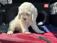 Maya , a female Cockapoo for sale in Carteret, NJ – 5 of 5