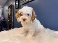 Tito, a male Cockapoo for sale in Carteret, NJ – 2 of 5
