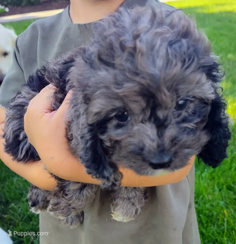 Oreo – Cockapoo puppy for sale in Carteret, NJ