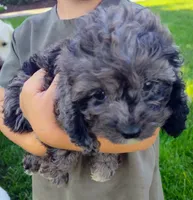 Oreo, a male Cockapoo for sale in Carteret, NJ – 1 of 2