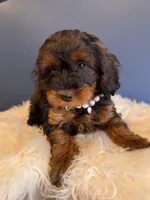 Ava , a female Cavapoo for sale in Carteret, NJ – 2 of 4