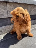 Bella , a female Cavapoo for sale in Carteret, NJ – 2 of 5