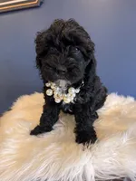 Tiny, a female Cavapoo for sale in Carteret, NJ – 3 of 4