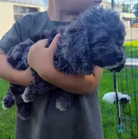 Oreo, a male Cockapoo for sale in Carteret, NJ – 2 of 2
