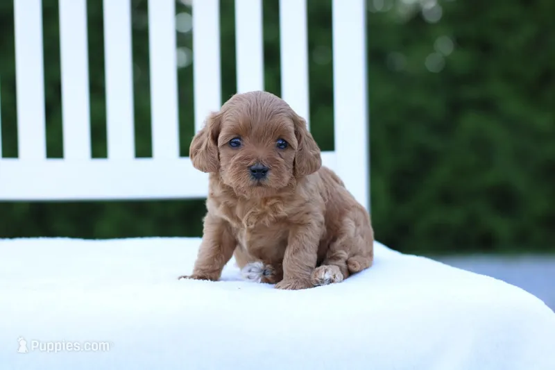 Bella  – Cockapoo puppy for sale in Carteret, NJ