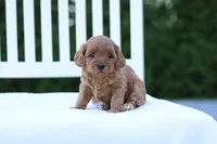 Bella , a female Cockapoo for sale in Carteret, NJ – 1 of 1