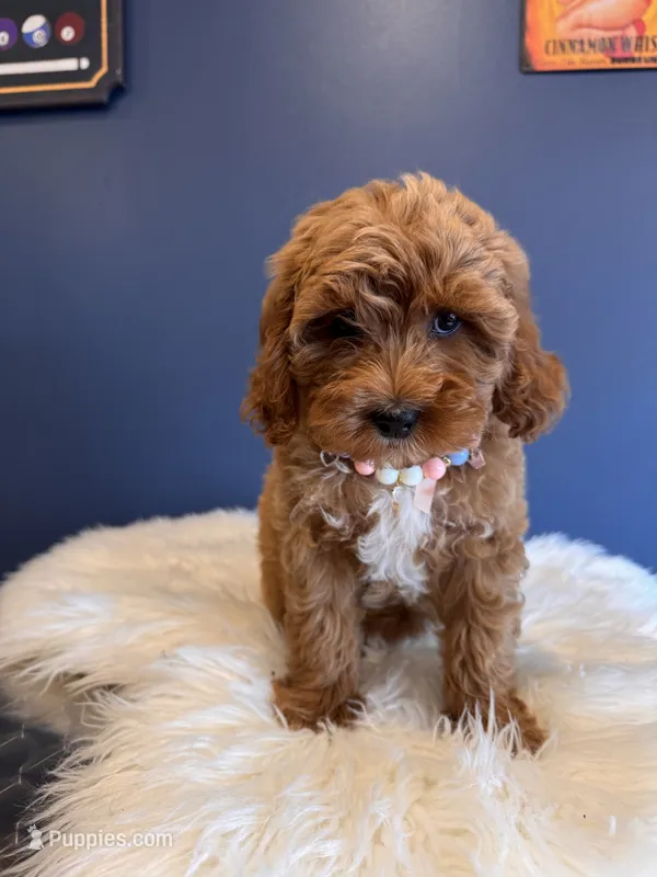 Princess – Cavapoo puppy for sale in Carteret, NJ