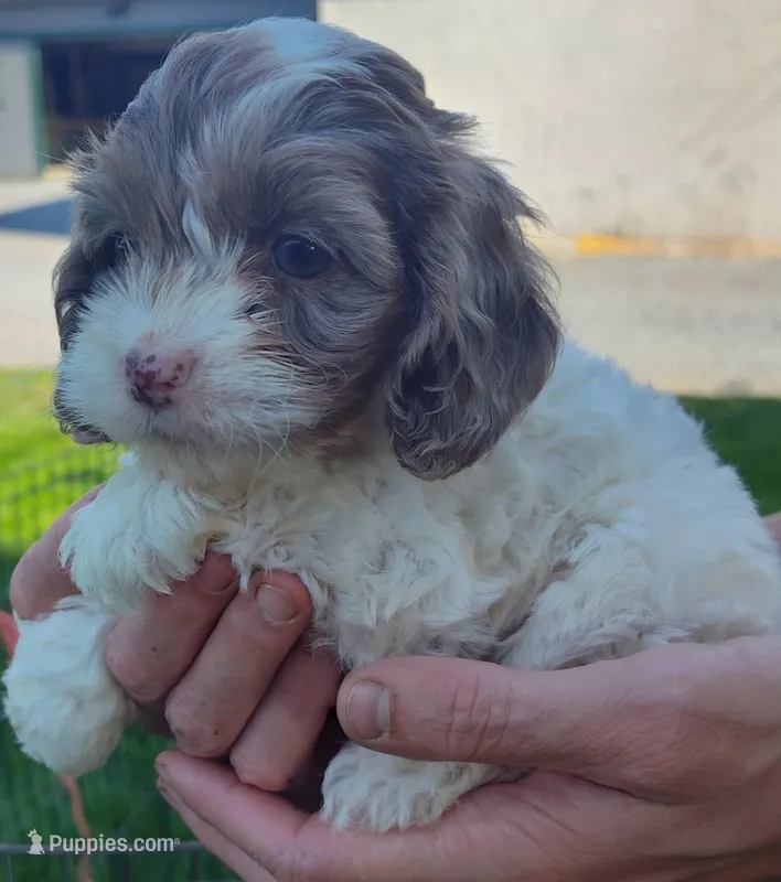 Bella  – Cockapoo puppy for sale in Carteret, NJ