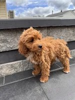 Princess, a female Cavapoo for sale in Carteret, NJ – 4 of 5