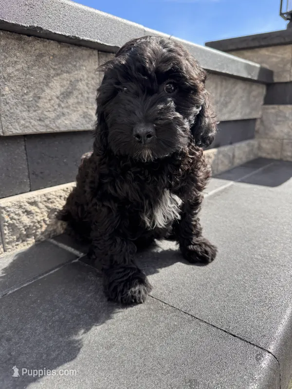  Black  – Cavapoo puppy for sale in Carteret, NJ
