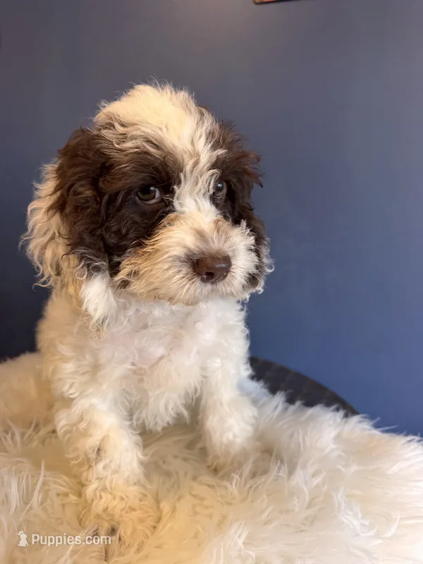 Prince – Cockapoo puppy for sale in Carteret, NJ